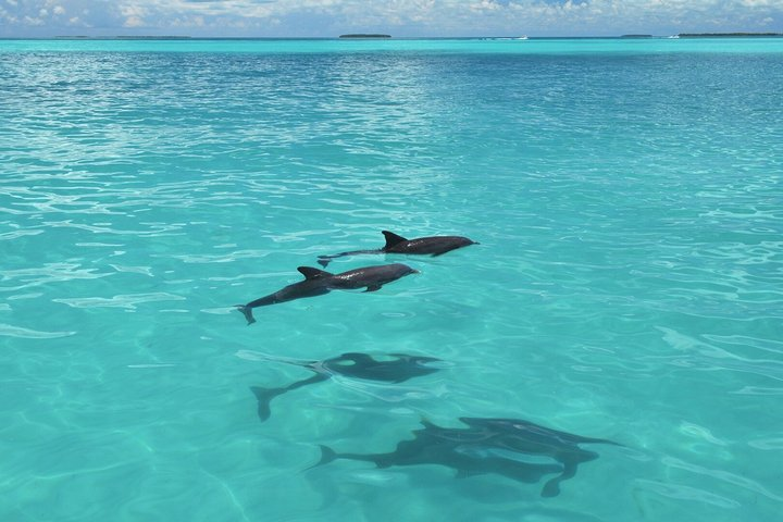 Key West Dolphin Watch and Snorkel Tour - Eco Adventure - Photo 1 of 22